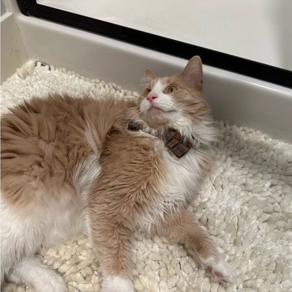 Custom Pet Bowtie Orders by Reggie in Bowties - Picture 10 of 17